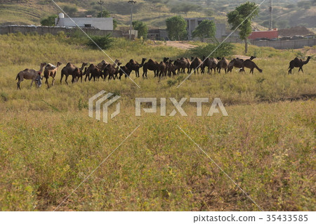 India Pushkar's Camel Festival Hindu temple on the summit with herd and camel flock moving sand dunes India Pushkar's Camel Festival Hindu temple on the summit with herd and camel flock moving sand dunes 35433585