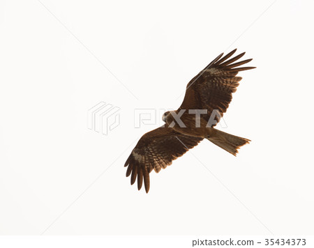 Adult red Japanese eagle fly on white background 35434373