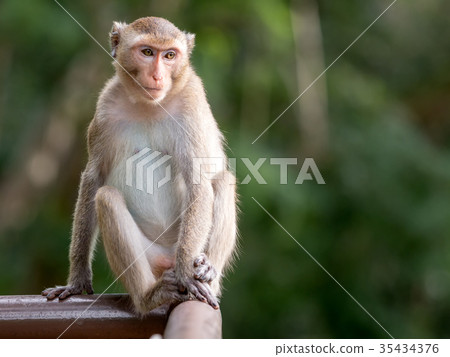 Cute monkey sitting on the fence and looking Cute monkey sitting on the fence and looking 35434376