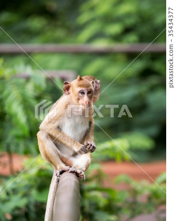 two monkey sitting on the fence two monkey sitting on the fence 35434377