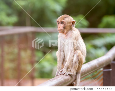 Cute baby monkey sitting on the fence Cute baby monkey sitting on the fence 35434378