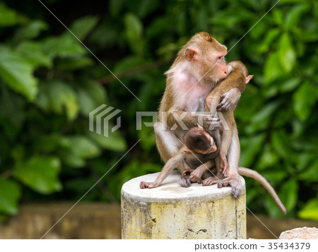 Three monkeys by one mother hug two kid Three monkeys by one mother hug two kid 35434379