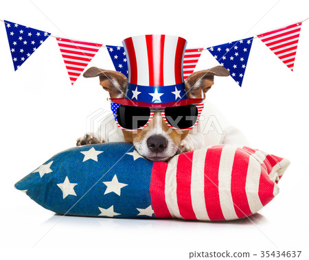 4th of july independence day dog 35434637