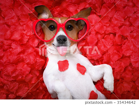 dog love rose valentines 35434642