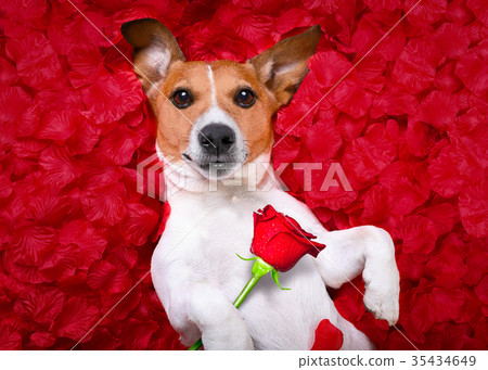 dog love rose valentines 35434649