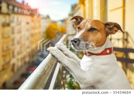 nosy watching dog 35434684