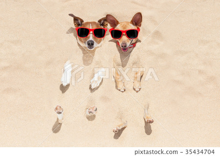 dogs buried in sand dogs buried in sand 35434704
