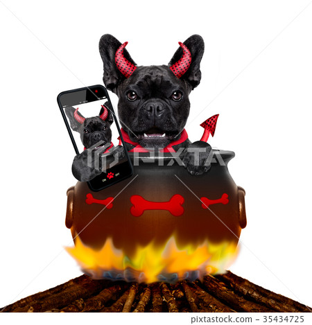 halloween dog and bonfire halloween dog and bonfire 35434725
