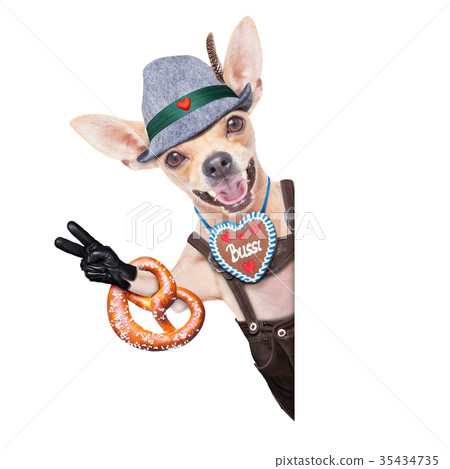 bavarian beer dog 35434735