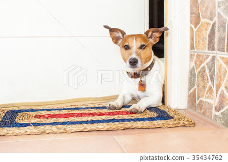 dog and owner 35434762