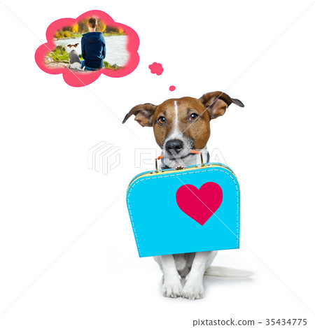 dog missing  owner and abandoned 35434775