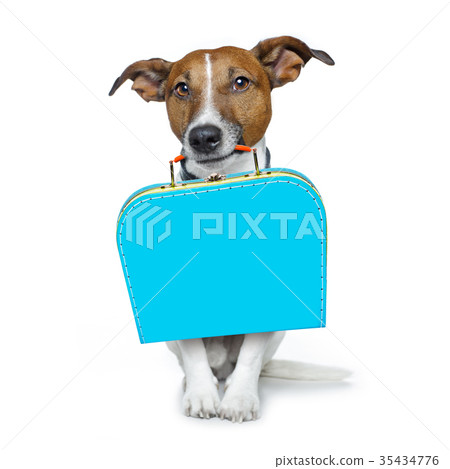 abandoned and lost dog 35434776