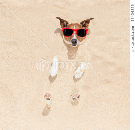 dog buried in sand dog buried in sand 35434826