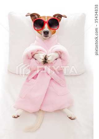 dog yoga pose 35434838