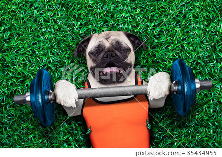 personal trainer dog 35434955