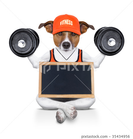 personal trainer dog 35434956