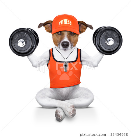 personal trainer dog 35434958