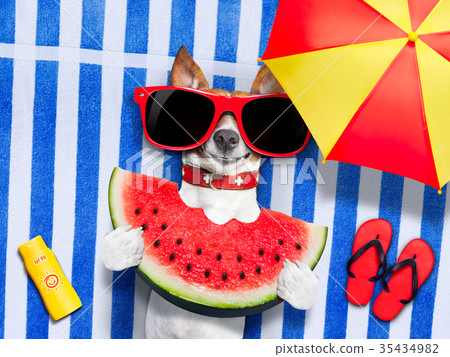 dog realxing at the beach dog realxing at the beach 35434982