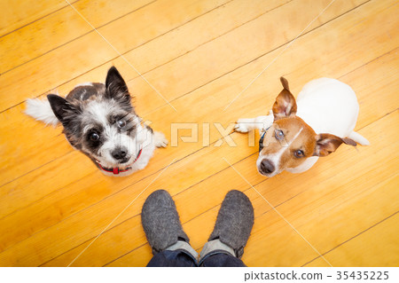 two dogs and ower at home two dogs and ower at home 35435225
