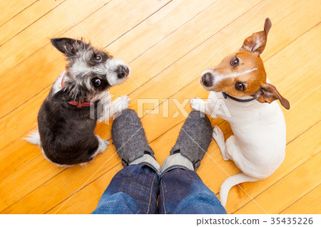 two dogs and ower at home 35435226