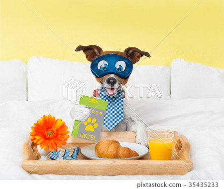 Hotel room service wtih dog 35435233