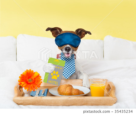 hotel room service wtih dog 35435234