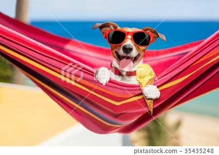 dog on hammock in summer  with ice cream 35435248