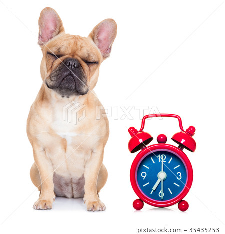 sleepyhead dog sleepyhead dog 35435253