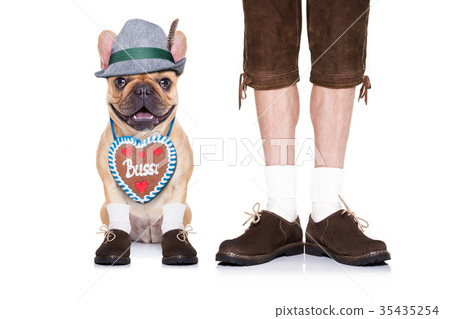 bavarian dog bavarian dog 35435254