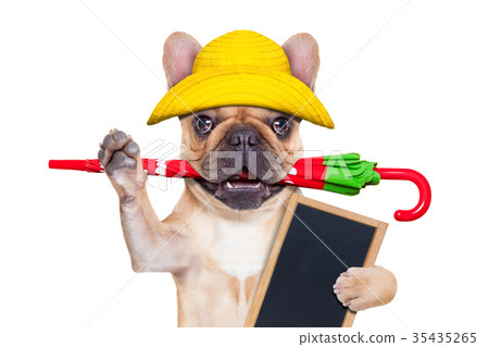 fawn french bulldog ready for a walk 35435265