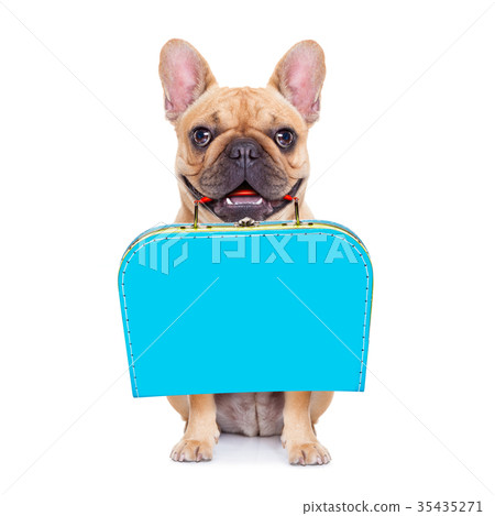 abandoned and lost dog 35435271
