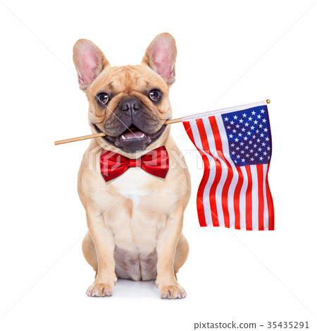 fawn french bulldog fawn french bulldog 35435291