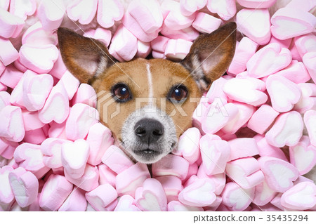 dog love valentines dog love valentines 35435294