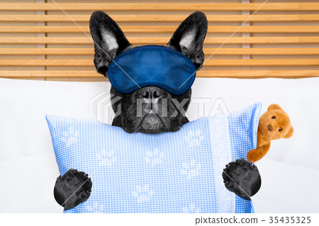 dog sleeping in bed dog sleeping in bed 35435325