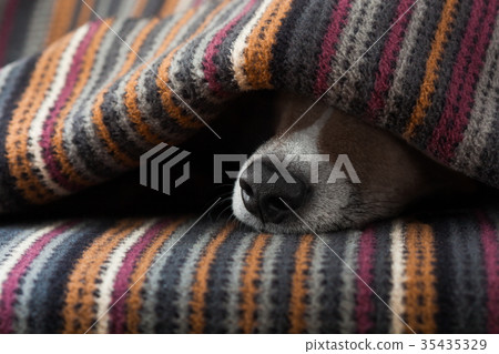 dog ill or sleeping 35435329