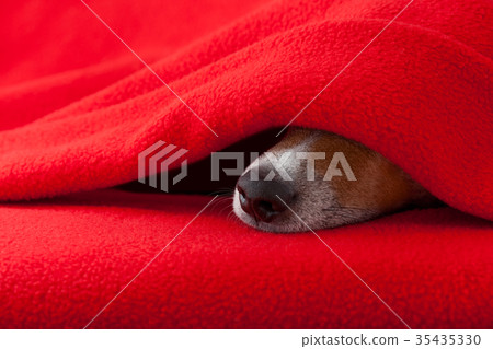 dog ill or sleeping 35435330