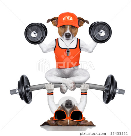 personal trainer dog personal trainer dog 35435331