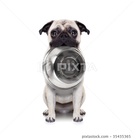 Hungry dog with bowl 35435365