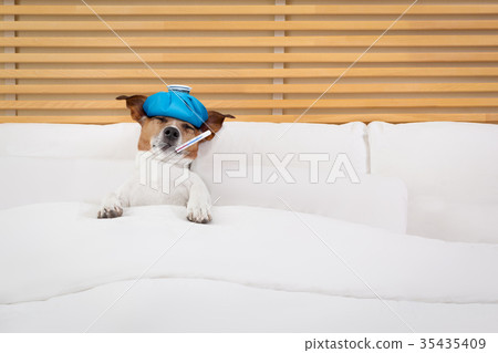 sick  ill dog 35435409