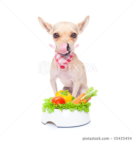 hungry dog with healthy bowl hungry dog with healthy bowl 35435454