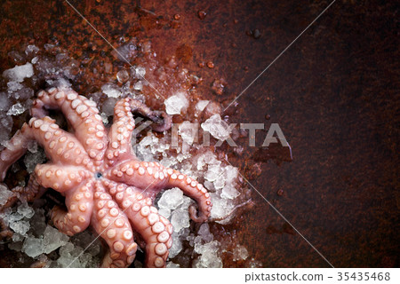 Fresh raw octopus on ice, brown dark background Fresh raw octopus on ice, brown dark background 35435468