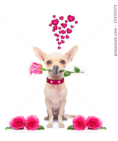 valentines love sick dog 35435473
