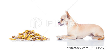 hungry dog with owner hand 35435479