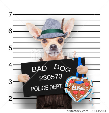 bavarian beer mugshot dog 35435481