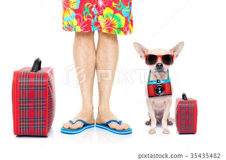 dog summer vacation dog summer vacation 35435482