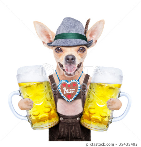 bavarian beer dog bavarian beer dog 35435492