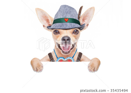 bavarian beer dog 35435494