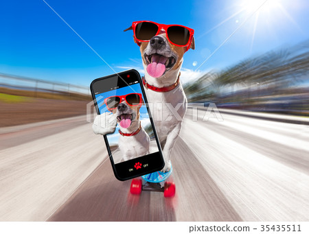 skater dog on skateboard 35435511