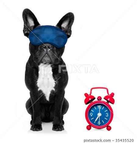 sleeping dog sleeping dog 35435520