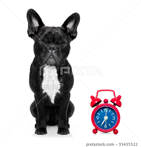 sleepyhead baby dog sleepyhead baby dog 35435522
